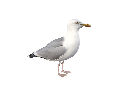 Seagull Model